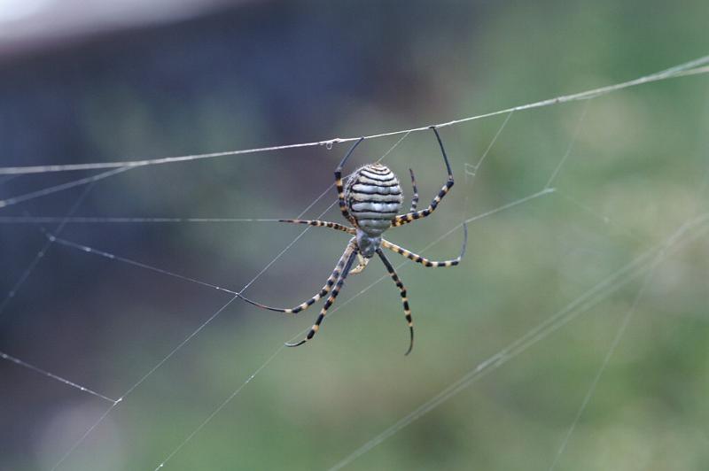 Argiope_trifasciata_D3244_Z_82_Valle Gran Rey_Spanje.jpg